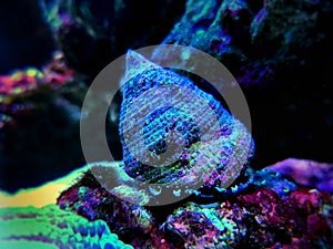 Banded Trochus Snail - Trochus sp. photo