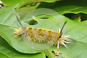 Banded Tussock Moth Caterpillar