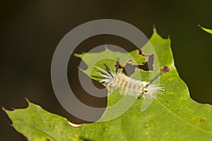 Banded Tussock Moth Caterpillar Chewing on Leaf