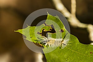 Banded Tussock Moth Caterpillar Eating Plant Juice