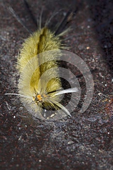 Banded Tussock Moth Caterpillar - Halysidota tessellaris