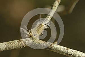 Banded Tussock Moth Caterpillar Turning on a Branch