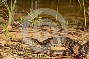 Banded Water Snake