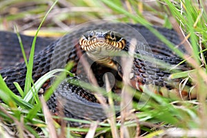 Banded Water Snake in the grass on Pinckney Island National Wildlife Refuge, South Carolina photo