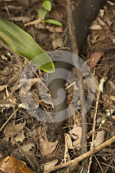 Banded water snake in the underbrush of Florida`s everglades.