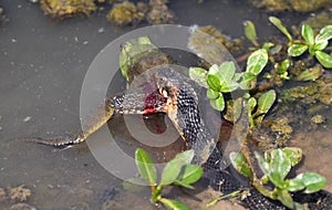 Banded Watersnake eating large green American Bullfrog