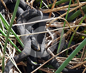 Banded Watersnake (Nerodia fasciata)