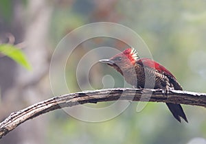 Banded Woodpecker - male