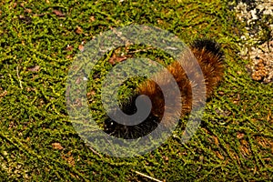 Banded Woolly Bear Caterpillar