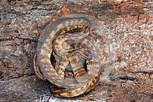 Bandend keeled slug snake