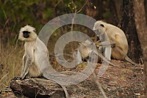 Bandhavgarh National park Monkeys gathering in a rock photo