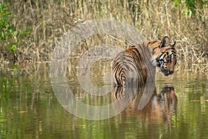 Bandhavgarh National Park Tiger or Wild Male Bengal Tiger Cooling off in water with reflection