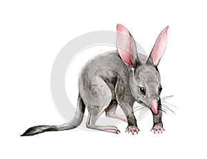 Bandicoot animal watercolor illustration. Hand drawn realistic australia marsupial mouse. Australian wildlife small photo