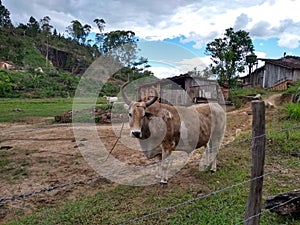 Meet the bull Bandido photo