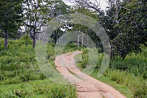 Bandipur National forest