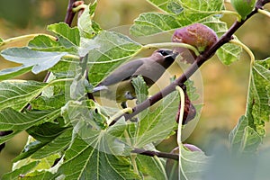 Bandit Bird Fig Tree 03
