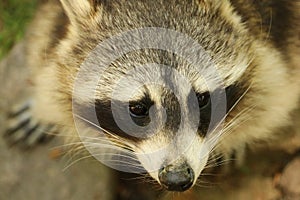Closeup portrait of raccon, wild animal in North America and Europe photo