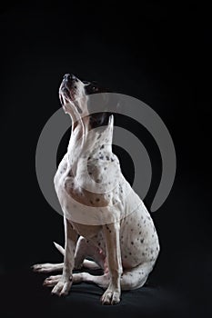 Bandog on the black background