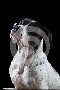 Bandog on the black background