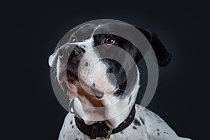 Bandog on the black background