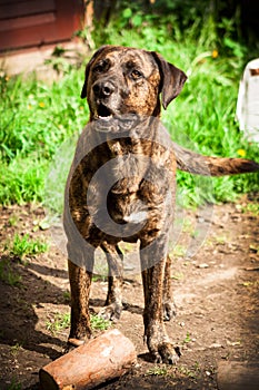 Bandog