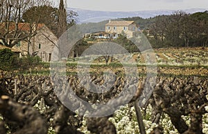 Vines, vineyards, and estates in the Bandol appellation of the wine region in Provence, France. photo