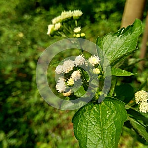 Bandotan Ageratum conyzoides is a type of agricultural weed belonging to the Asteraceae tribe. This plant is used to against dys