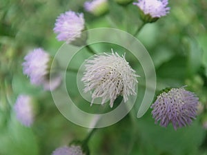 Bandotan flowers, purple and white flower branches with opaque backgrounds