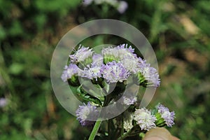 Bandotan flowers, purple and white flower branches with opaque backgrounds