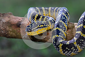 Wagler viper, temple venomous photo