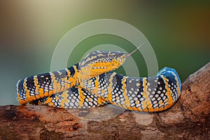 Wagler viper, temple venomous photo