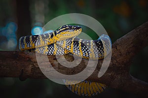 Wagler viper, temple venomous photo