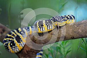 Wagler viper, temple venomous photo