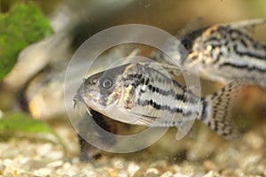 Bands-catfish (Corydoras schwartzi)