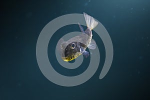 Bandtail Puffer fish