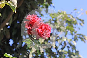 A rose in the garden photo