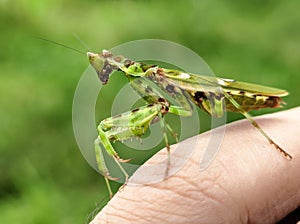 Bandung, Indonesia â€“ June 02, 2021: Praying mantis on my fingger.