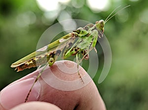 Bandung, Indonesia â€“ June 02, 2021: Praying mantis on my fingger.