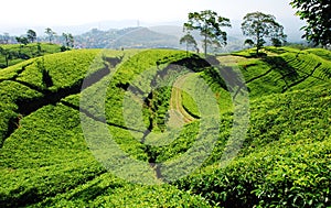 Bandung tea plantation photo