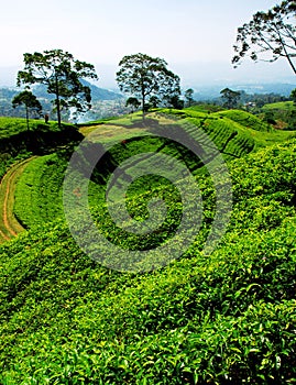 Bandung tea plantation photo