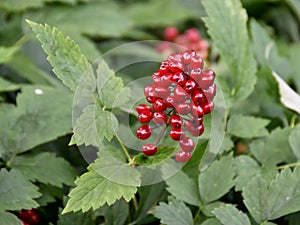 Baneberry poisonous red berries in forest