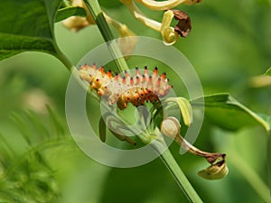 Baneful caterpillar closeup