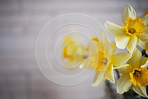 Baner Spring Seasonal Daffodil Flowers