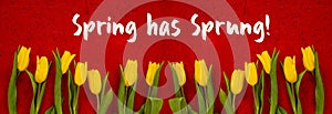 Baner Of Yellow Tulip Flowers, Red Background, Text Spring Has Sprung