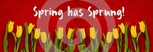 Baner Of Yellow Tulip Flowers, Red Background, Text Spring Has Sprung photo