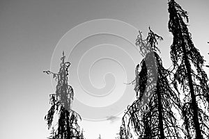 Banff, canada - black & white trees