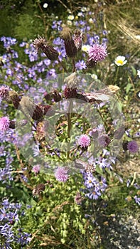 Banff mountain thistle
