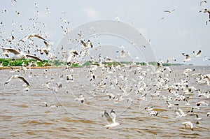 Bang Poo, Thailand : A Flock of Seagulls flying.