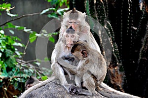 Bang Saen, Thailand: Grooming Monkeys