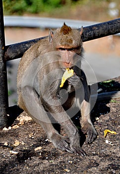 Bang Saen, Thailand: Monkey Eating Banana